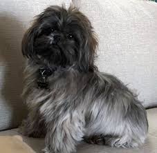Maltese Black And Brown Shih Tzu Silver Blue Black Nose Shih Tzu From Glory Ridge Shih Tzu Shih Tzu Puppy Shih Tzu Shih Tzu Dog