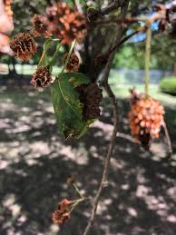 The common pear is one of the earliest cultivated fruit trees, originating in the middle east. Orange Balls All Over Dying Bradford Pear Ask An Expert