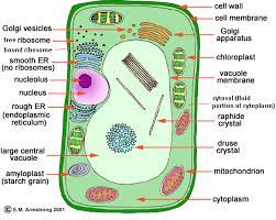 For more information visit the migration to orgs. Lesson 3 3d Cell Model Kim Schorn Practicum