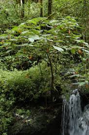 Maybe you would like to learn more about one of these? Habitats And Special Adaptations Gesneriad Reference Web