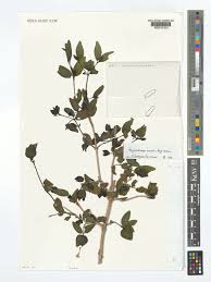 Image result for Megalochlamys