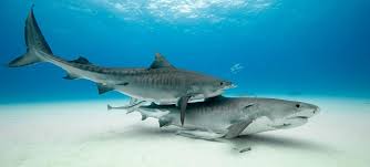 Bahamas Shark Diving Tiger Beach Great Hammerheads Oceanics