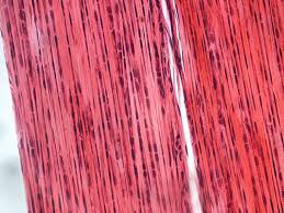 A list of terms and their common names follows for the anteriorside ofthe body. Connective Tissue Muscle Tissue Epithelial Tissue Nervous Tissue