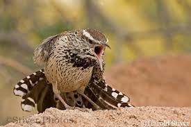 Listen and download to an exclusive collection of predator sound effects ringtones for free to personalize your iphone or android device. Behavior Cactus Wren Campylorhynchus Brunneicapillus Birds Of The World