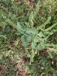 Image result for Basilicum polystachyon