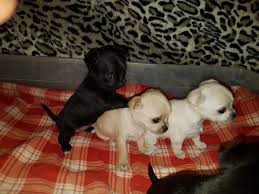 A Vendre 4 Petits Chiots Chihuahua A Poils Courts Superbe Nichee De 4 Petits Chiots Chihuahua A Poils Courts 3 Femelles Et 1 Male Ils Sont Nes En Suisse L