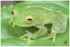 Image result for Macrotyloma ellipticum