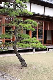 Edging Japanese Black Pine Tree Small Japanese Garden Black Pine Tree