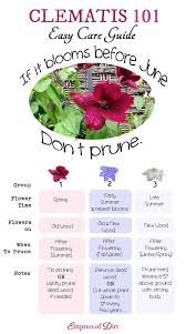 Growing them is fairly easy, but pruning clematis tends to if you don't know which pruning category your clematis falls into, watch the plant for a season to take note of when and how often it blooms. Clematis 101 Easy Care Guide Empress Of Dirt