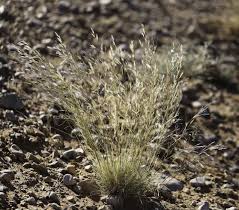 Image result for Stipagrostis