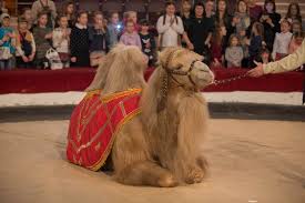 These camels were herded from fort tejon and camp drum earlier in the civil war, texas confederate forces had captured camp verde which was the original base for the camel corp experiment. The U S Army Camel Corps Ripley S Believe It Or Not