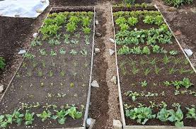We did not find results for: No Dig Gardening Charles Dowding Joe Gardener
