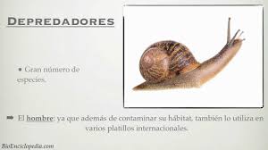 Cuando el caracol hiberna, bloquea la entrada de su caparazón con una estructura llamada opérculo. Caracol Tipos Y Caracteristicas Bioenciclopedia