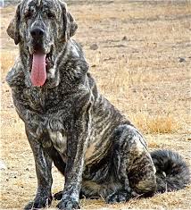 Color In The Dog World And This Includes Livestock Guardian Dog Breeds Some Of The Lgd Breeds W Livestock Guardian Dog Mastiff Dog Breeds Spanish Mastiff