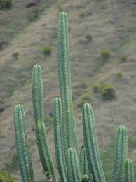 Trichocereus pachanoi san pedro cactus well known of the trichocereus cactus. Huachuma Archives Maps Of The Mind