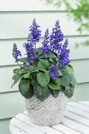 Image result for Salvia farinacea
