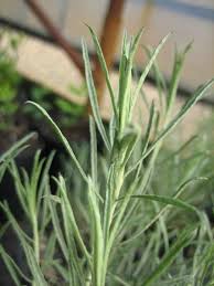 Image result for Eriosema nutans