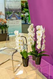 Explore our vast inventory orchids at just add ice. Just Add Ice On Twitter Lovely Waterfall Orchids Don T Forget To Follow Us On Pinterest Http T Co 0fjpuujfp2 Http T Co U1zgidqzok