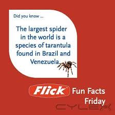 Exceed pest control is a fully licensed and insured termite service. Flick Pest Control Brisbane Geebung Qld Cylex Local Search