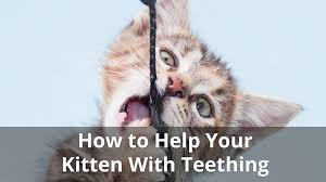 When do cats/kittens lose their baby teeth? Kitten Teething When Do They Start And Stop And How To Help Them