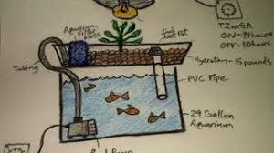 Diy aquaponics systems are designed for growing leafy greens like kale, basil, lettuce, arugula, dill and spinach, among others as they respond well to the nutrients in the fish water. Aquaponic How To