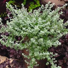 Image result for Helichrysum helvolum
