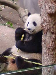 Panda porno - Wikipedia, la enciclopedia libre