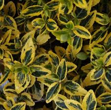 Makes a dense rounded bush. Variegated Shrubs Ii Mike S Garden Top 5 Plants