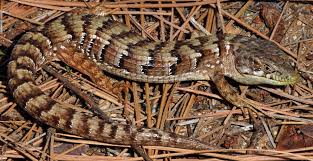 Sep 08, 2015 · the two most common lizards we have are the western fence lizard, also known as a blue belly, and the alligator lizard. Outdoor Education School Science Camps California