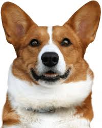 The pembroke welsh corgi is a long (by its body compared to the legs), low to the ground dog. Corgi Puppies For Sale Adoptapet Com
