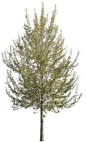 Image result for Populus