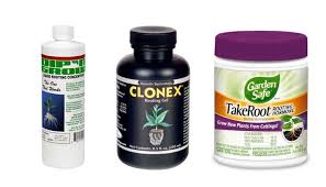 Iba Rooting Hormone And The Benefits Of Switching To Hormex Rooting Powders  - News