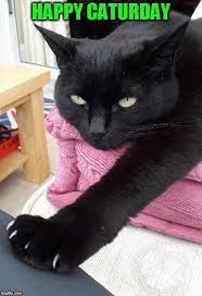 Working saturday meme for people who work on saturday. Image Tagged In Caturday Imgflip