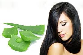 وصفات لتطويل الشعر والتخلص من القشرة بسرعة Aloe Vera For Hair Hair Care Treatment Keeping Hair Healthy