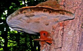 Image result for Polystachya macropoda