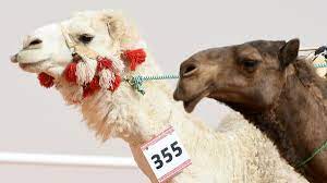 They're friendly and sweet with fluffy coats and signature and distinctive faces. Watch Mummification Of Most Beautiful Camel In Saudi Arabia Al Arabiya English