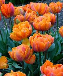 Many people are not aware of the fact that aloe has flowers that bloom. Tulip Orange Princess Peony Flowering Tulips Tulips Flower Bulb Index Orange Tulips Orange Wedding Flowers Bulb Flowers