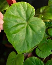 Image result for Begonia poculifera