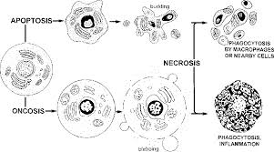 Necrosis is usually caused by cell injury, whereas apoptosis is more. Figure 3 From Cytometry In Cell Necrobiology Analysis Of Apoptosis And Accidental Cell Death Necrosis Semantic Scholar