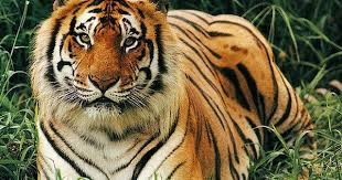 asha bengal tiger tiger pictures rainforest animals
