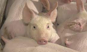 One Of My Growing Pigs Has A Watery Eye Which Causes Dust To Collect Just Below The Eye In Addition The Pig Has Redness And Swelling Of The Pink Layer That Lines