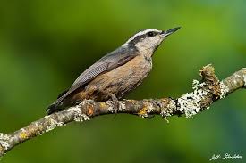 Bird With White Stripes On Wings Red Breasted Nuthatch In A Tree By Jeff Goulden Nuthatch Bird Pictures Backyard Birds