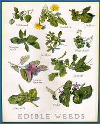 50 Essential Wild Edible Tea And Medicinal Plants You Need To Know By Tacticalintelligence Net Wild Edibles Wild Plants Edible Plants