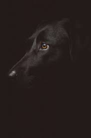 Dog Vision Can Dogs See Color Or In The Dark Dogtime Black Dog Dog Pictures Dog Photography