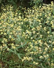 Image result for Pseudognaphalium oligandrum