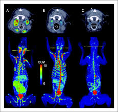 Your fur baby may be sleeping more than normal. Assessment Of Gs 9219 In A Pet Dog Model Of Non Hodgkin S Lymphoma Clinical Cancer Research