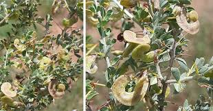 Image result for Indigofera sordida