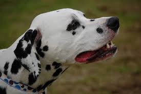 Gently brushing their coat once or twice a week is usually sufficient to remove loose hair and minimize shedding. 15 Types Of Short Haired Dogs Find The Perfect Breed For Your Family Care Com Resources