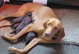 We did not find results for: Weimaraner Puppy For Sale Adoption Rescue For Sale In Gresham Oregon Classified Americanlisted Com