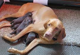› vizsla puppies for sale ohio. Weimaraner Puppy For Sale Adoption Rescue For Sale In Gresham Oregon Classified Americanlisted Com